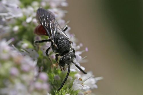Sphecodes sp.